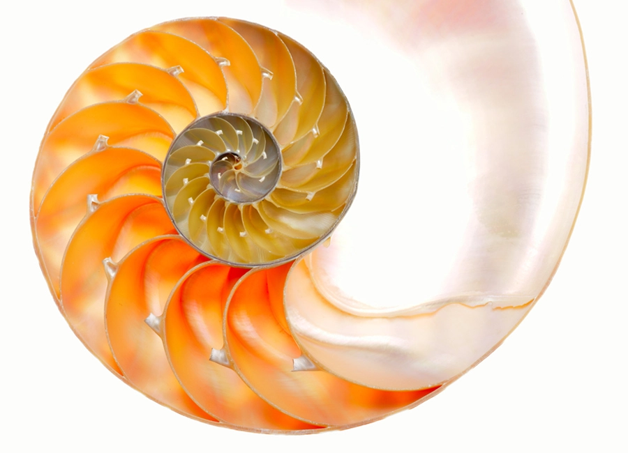 shell